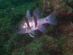 Apogonichthyoides pseudotaeniatus