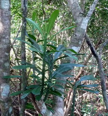 Euphorbia grandifolia