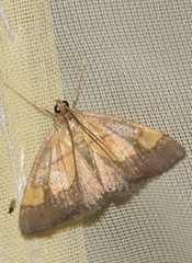 Evergestis limbata