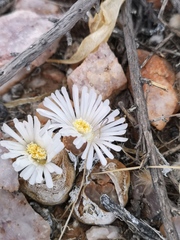 Lithops marmorata