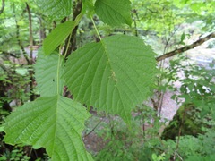 Euptelea polyandra