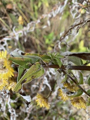 Helichrysum mutabile