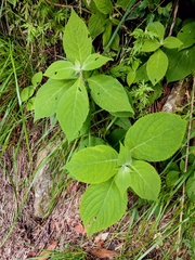 Comanthosphace formosana