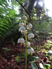 Pyrola media