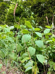 Comanthosphace formosana