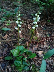 Pyrola media