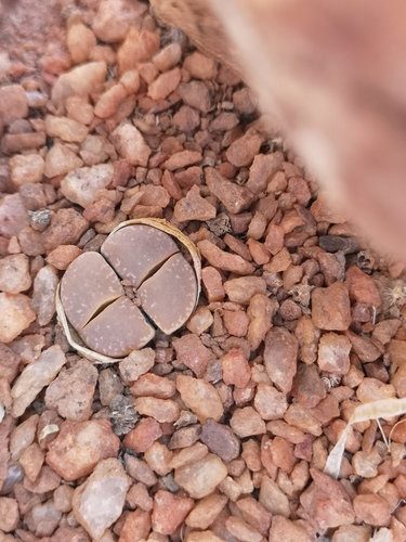 Lithops marmorata