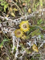 Helichrysum mutabile