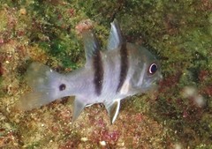 Apogonichthyoides pseudotaeniatus