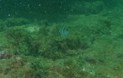 Apogonichthyoides pseudotaeniatus