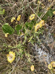Helichrysum mutabile