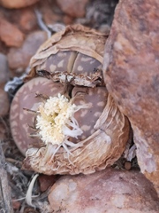 Lithops marmorata