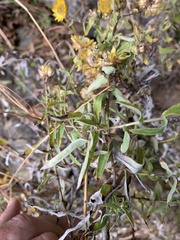 Helichrysum mutabile