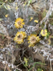Helichrysum mutabile