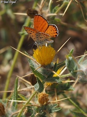 Centaurea procurrens