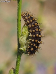Melitaea syriaca