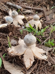 Geastrum pectinatum