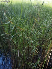 Phragmites frutescens