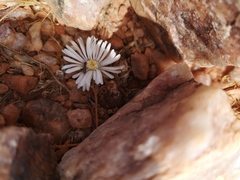 Lithops marmorata