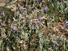 Solanum elaeagnifolium