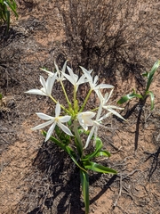 Crinum flaccidum