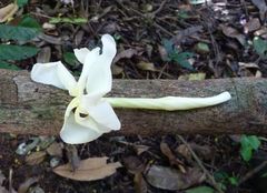 Tabernaemontana africana