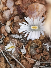 Lithops marmorata