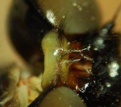 Ophiogomphus mainensis