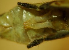 Ophiogomphus mainensis