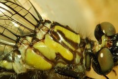 Ophiogomphus mainensis