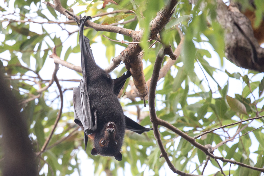 Black Flying Fox from Environmental Park, Pottsville, NSW, AU on June 7 ...