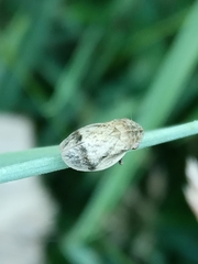 Lepyronia coleoptrata