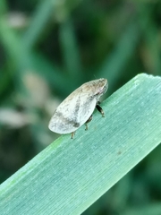 Lepyronia coleoptrata