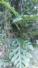 Artocarpus elasticus