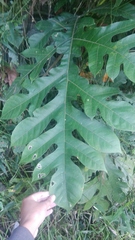 Artocarpus elasticus