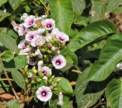 Ipomoea staphylina