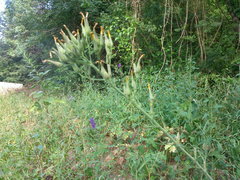 Lactuca quercina