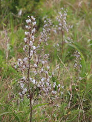 Swertia macrosperma