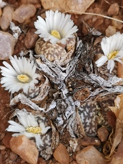 Lithops marmorata