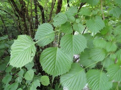 Euptelea polyandra