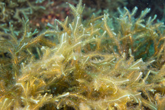 Dictyopteris polypodioides