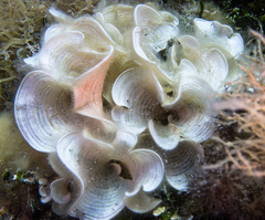 Padina pavonica