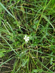 Cerastium holosteoides
