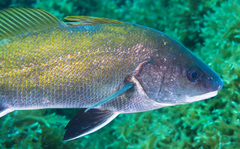 Sciaena umbra