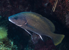 Sciaena umbra