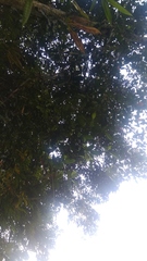 Ficus fistulosa