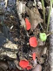 Sarcoscypha occidentalis