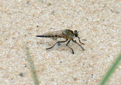 Efferia albibarbis