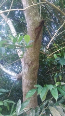 Ficus fistulosa