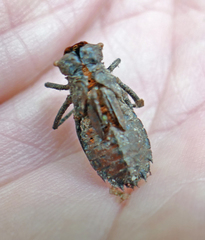 Neurocordulia alabamensis